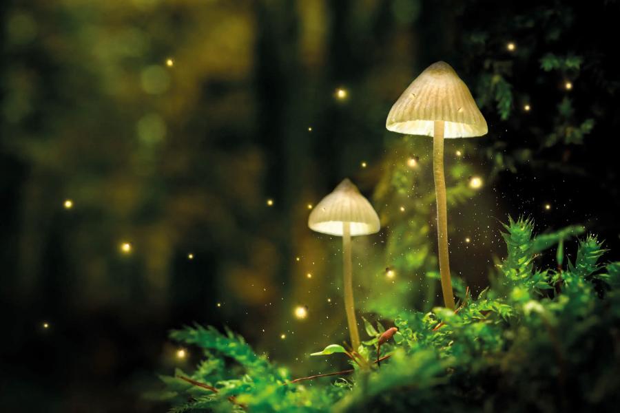 Små svampe i skovbunden.