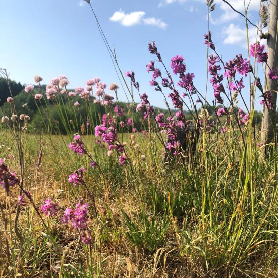 Et foto af vilde, lilla blomster i en grøftekant. I baggrunden anes en skov.