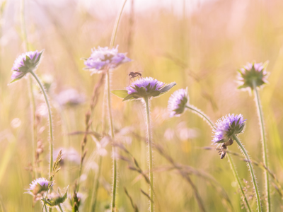 Blomstermark