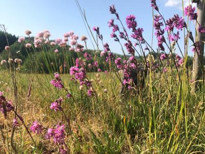 Et foto af vilde, lilla blomster i en grøftekant. I baggrunden anes en skov.