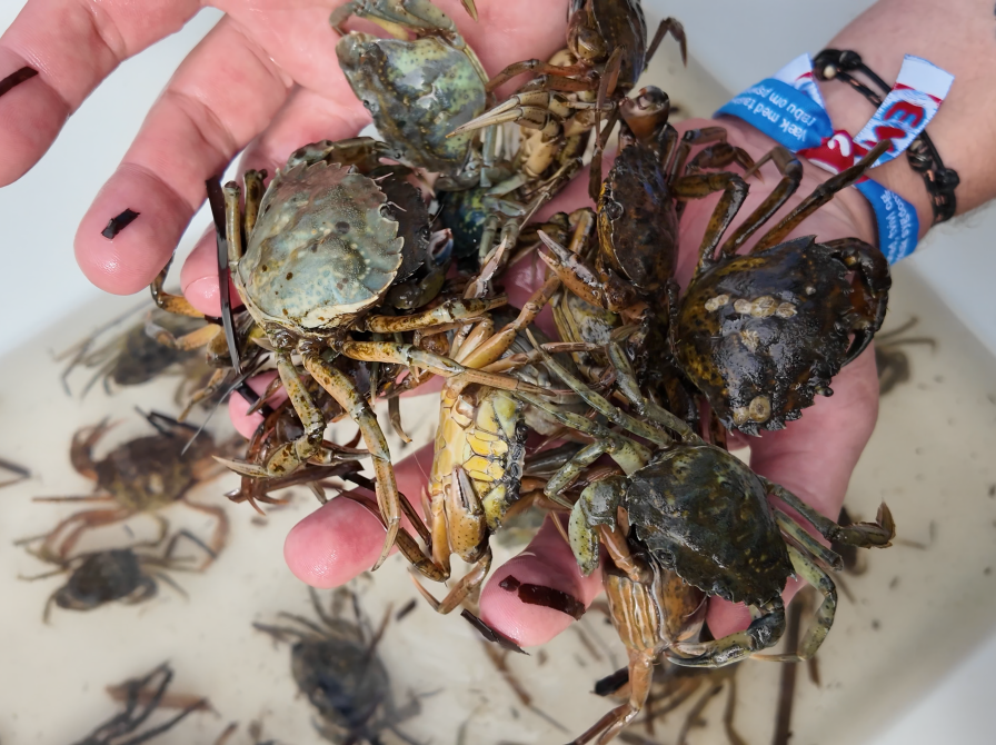 Krabber fra Limfjorden