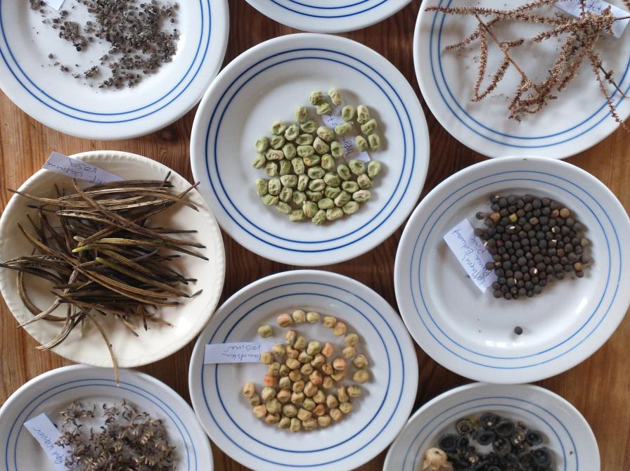 Billede af forskellige frøsorter på tallerkener