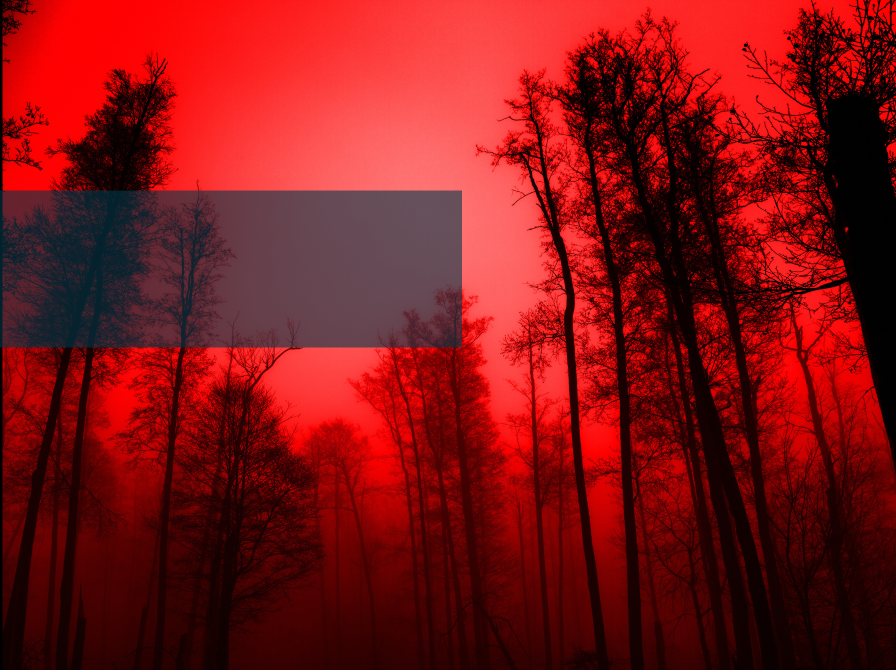 Uhyggelig mørk skov